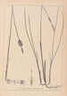 Herbier de la flore française Pl1116 - Louis Antoine Cusin — vista de la obra