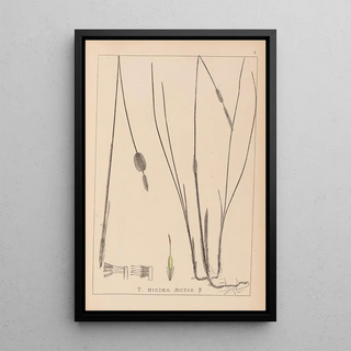 Louis Antoine Cusin - Herbier de la flore franaise Pl1116.webp
