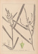 Herbier de la flore française Pl1118 - Louis Antoine Cusin — artwork view