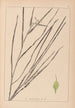 Herbier de la flore française Pl1120 - Louis Antoine Cusin — vista de la obra