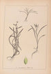 Herbier de la flore française Pl1121 - Louis Antoine Cusin — vista de la obra
