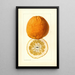 Citrus grandis Alamoen - Louis Charles Christopher Krieger — cuadro enmarcado en la pared