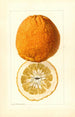 Citrus grandis Alamoen - Louis Charles Christopher Krieger — vista de la obra