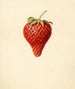 Fragaria Bellmar - Louis Charles Christopher Krieger — vista de la obra