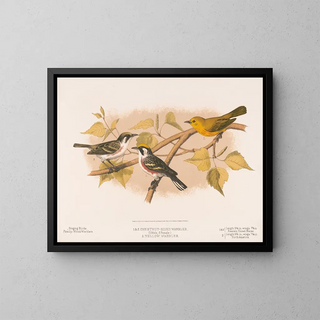 Louis Prang  Co - 1  2 Chestnutsided warbler 1 Male 2 Female 3 Yellow warbler.webp