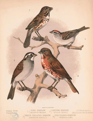 Louis Prang Co - 1 Song sparrow Melospiza melodia 2 Chipping sparrow Spizella socialis 3 White throated sparrow Zonotrichia albicollis.webp