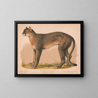 Louis Prang  Co - American panther  Felis concolor linn.webp