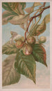 Caryer balai ou caryer porcin Carya porcina - Louis Prang Co — artwork view