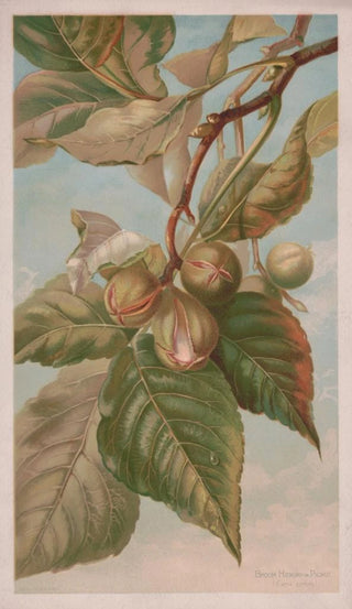 Louis Prang Co - Broom hickory or pignut Carya porcina.webp