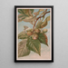 Caryer balai ou caryer porcin Carya porcina - Louis Prang Co — framed artwork on a wall