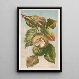 Louis Prang Co - Chestnut Castanea vulgaris var Americana.webp