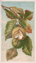 Castaño Castanea vulgaris var. Americana - Louis Prang Co — vista de la obra