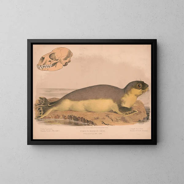 de foca común Phoca vitulina - Louis Prang Co — cuadro enmarcado en la pared