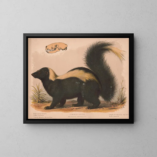 Louis Prang  Co - Common skunk  Mephitis mephitica.webp