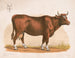 Vache - Louis Prang Co — vista de la obra
