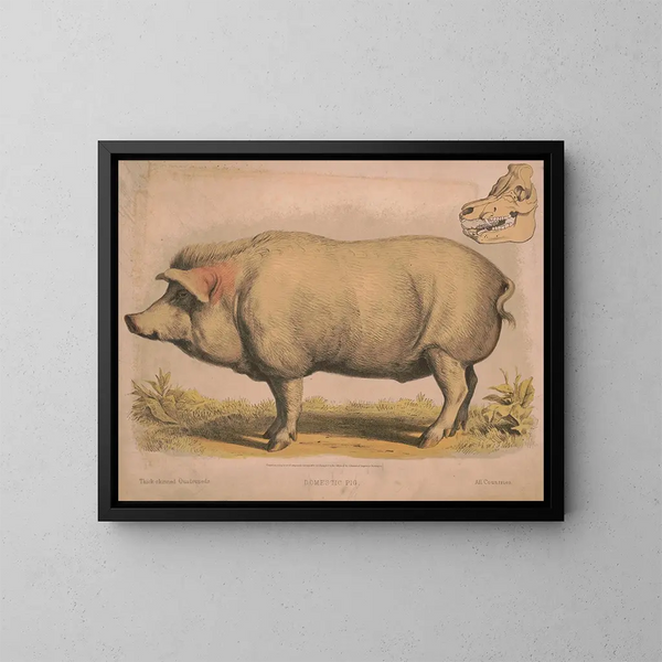 Cerdo doméstico - Louis Prang Co — cuadro enmarcado en la pared