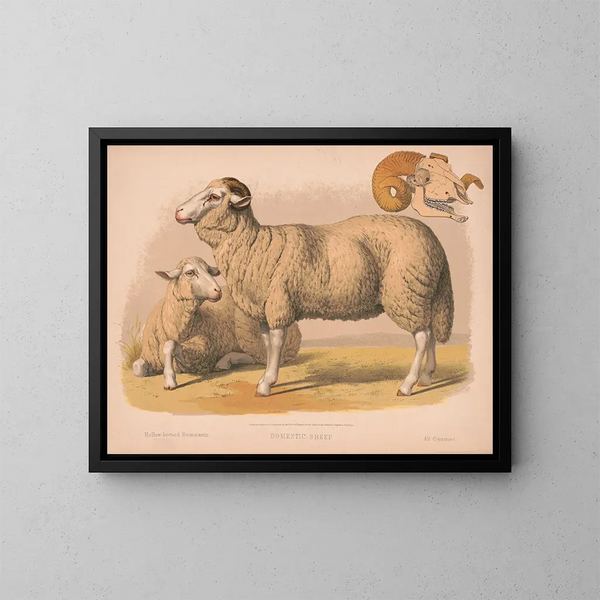 oveja doméstica - Louis Prang Co — cuadro enmarcado en la pared