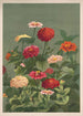 Flores - Louis Prang Co — vista de la obra