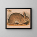 Gray Hare Lepus sylvaticus - Louis Prang Co — framed artwork on a wall