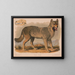 Gray Wolf Canis lupus - Louis Prang Co — framed artwork on a wall