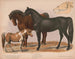 Horses 1 Racehorse 2 Draft horse 3 Pony - Louis Prang Co — artwork view