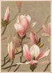 Magnolia - Louis Prang Co — vista de la obra