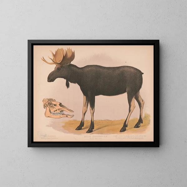Élan europeo Alces malchis - Louis Prang Co — cuadro enmarcado en la pared