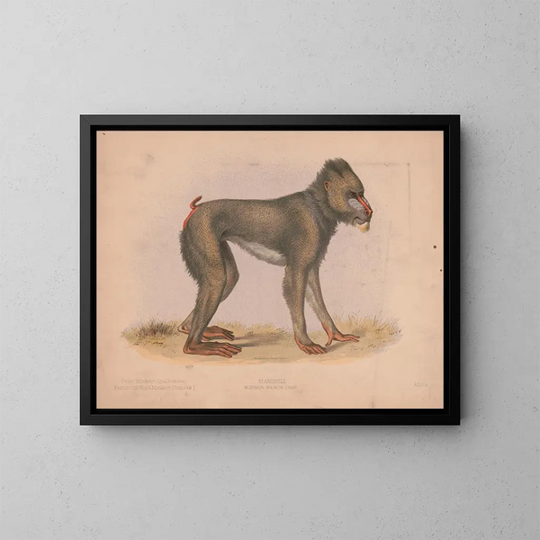 Mormon Maimon Gray - Louis Prang Co — cuadro enmarcado en la pared