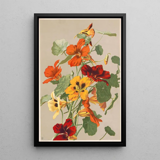 Louis Prang Co - Nasturtiums.webp