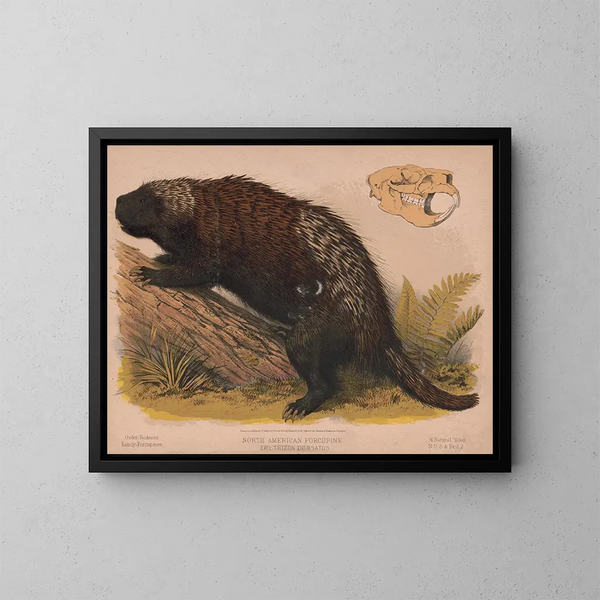 de puercoespín de América del Norte - Louis Prang Co — cuadro enmarcado en la pared