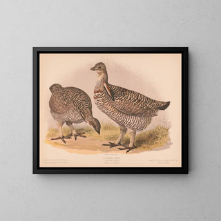 Louis Prang  Co - Prairie hen Cupidonia cupido 1 Male 2 Female.webp