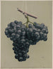 Uvas Alicante negras premiadas - Louis Prang Co — vista de la obra