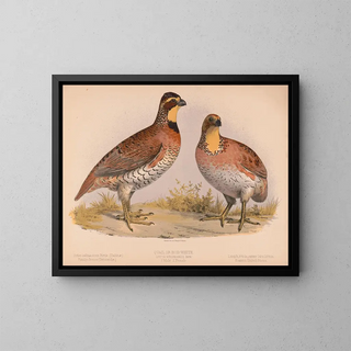Louis Prang  Co - Quail or BobWhite Ortyx virginianus bon 1 Male 2 Female.webp