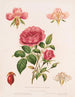Rosa y sus partes - Louis Prang Co — vista de la obra
