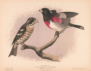 Louis Prang  Co - Rose breasted grosbeak Goniaphea ludoviciana 1 Male 2 Female.webp