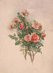 Roses - Louis Prang Co — artwork view