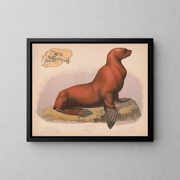 León marino macho Eumetopias stelleri - Louis Prang Co — cuadro enmarcado en la pared