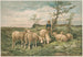 Study of Sheep after F. Brissot - Louis Prang Co — artwork view