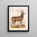 El alce americano - Louis Prang Co — cuadro enmarcado en la pared
