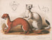 Fouines Mustela longicauda - Louis Prang Co — vista de la obra
