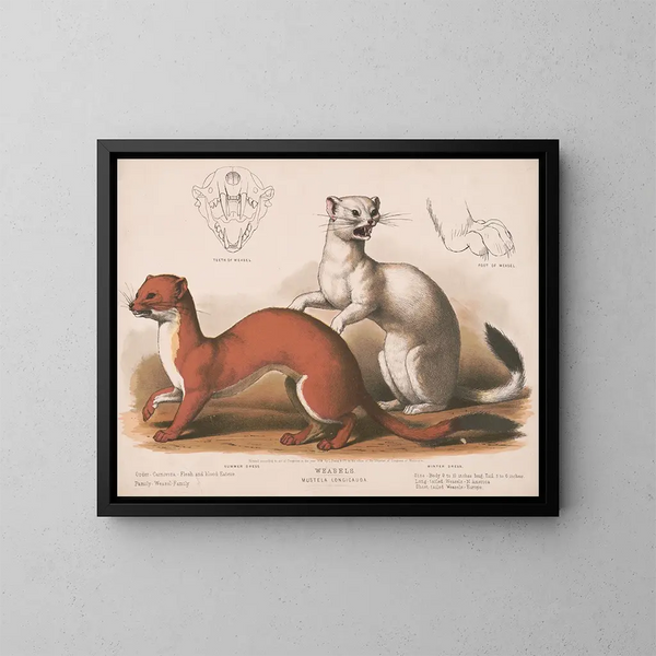 Fouines Mustela longicauda - Louis Prang Co — cuadro enmarcado en la pared