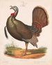 Wild Turkey Painting - Louis Prang Co — artwork view