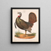 Wild Turkey Painting - Louis Prang Co — framed artwork on a wall