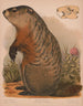 Marmotte - Louis Prang Co — artwork view