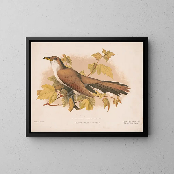 Coucou à bec jaune - Louis Prang Co — cuadro enmarcado en la pared