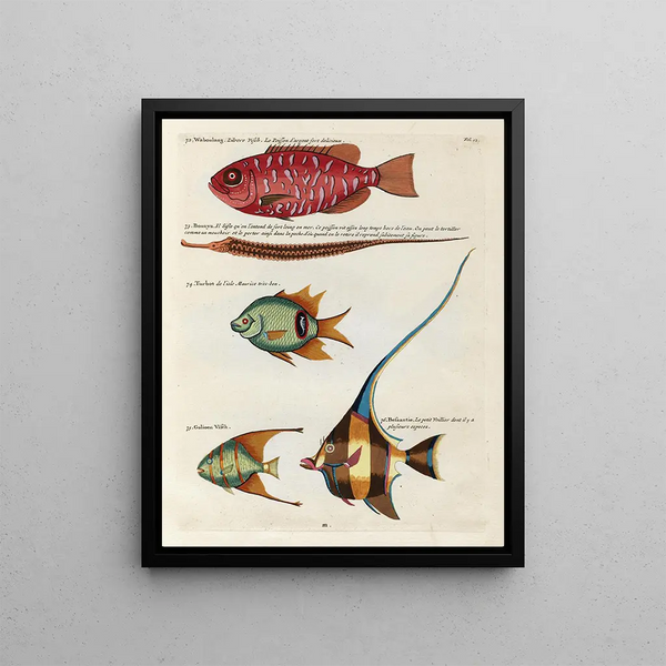 Louis Renard - Poissons ecrevisses et crabes de diverses couleurs et figures extraordinaires Pl012.webp