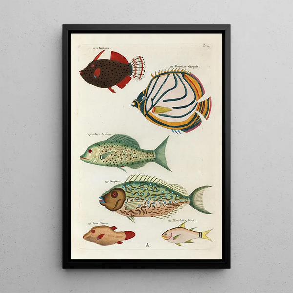 Louis Renard - Poissons ecrevisses et crabes de diverses couleurs et figures extraordinaires Pl025.webp
