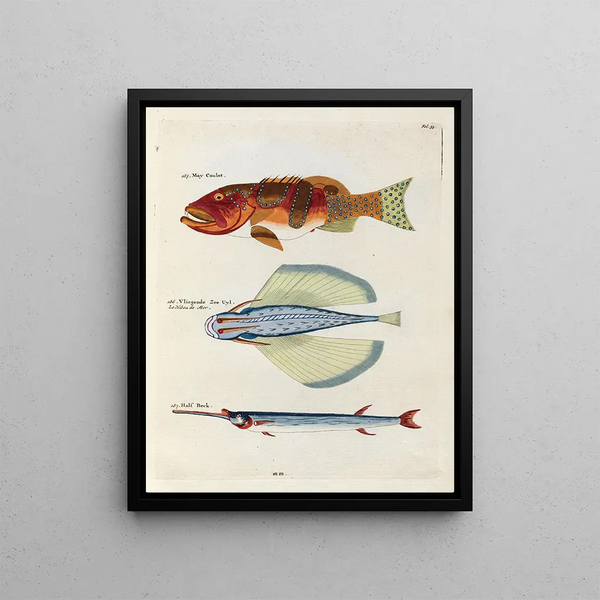 Louis Renard - Poissons ecrevisses et crabes de diverses couleurs et figures extraordinaires Pl035.webp
