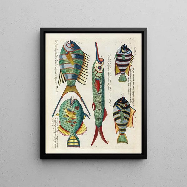 Louis Renard - Poissons ecrevisses et crabes de diverses couleurs et figures extraordinaires Pl048.webp