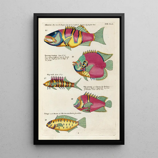 Louis Renard - Poissons ecrevisses et crabes de diverses couleurs et figures extraordinaires Pl061.webp